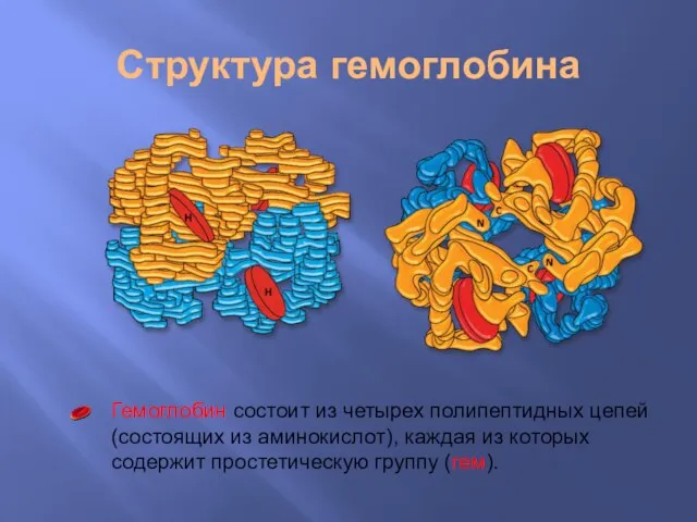 Структура гемоглобина Гемоглобин состоит из четырех полипептидных цепей (состоящих из аминокислот),