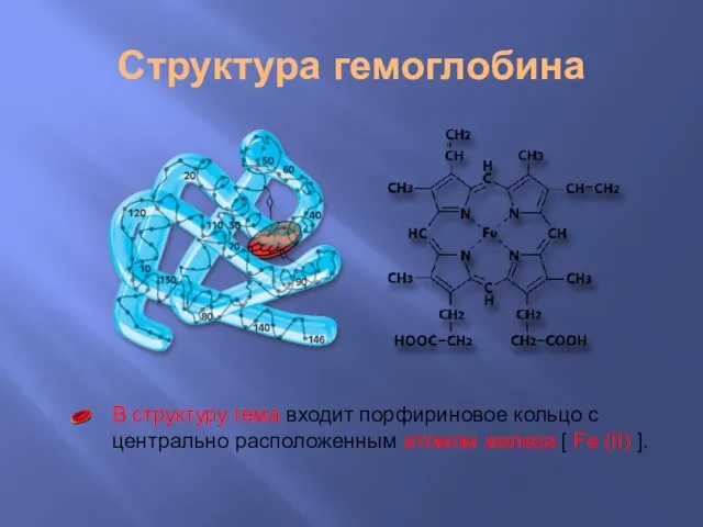 Структура гемоглобина В структуру гема входит порфириновое кольцо с центрально расположенным