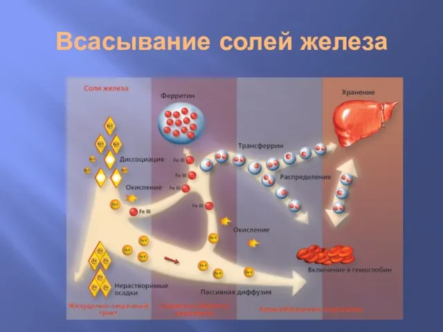 Всасывание солей железа