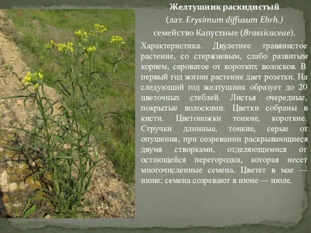 Желтушник раскидистый (лат. Erysimum diffusum Ehrh.) семейство Капустные (Brassicaceae). Характеристика. Двулетнее
