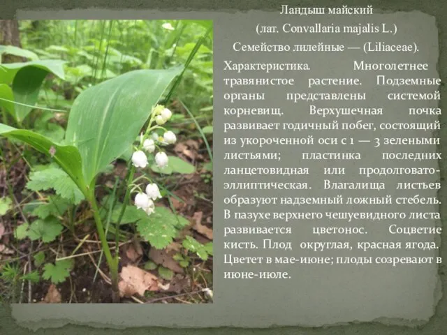 Ландыш майский (лат. Convallaria majalis L.) Семейство лилейные — (Liliaceae). Характеристика.