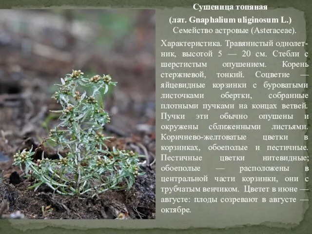 Сушеница топяная (лат. Gnaphalium uliginosum L.) Семейство астровые (Asteraceae). Характеристика. Травянистый