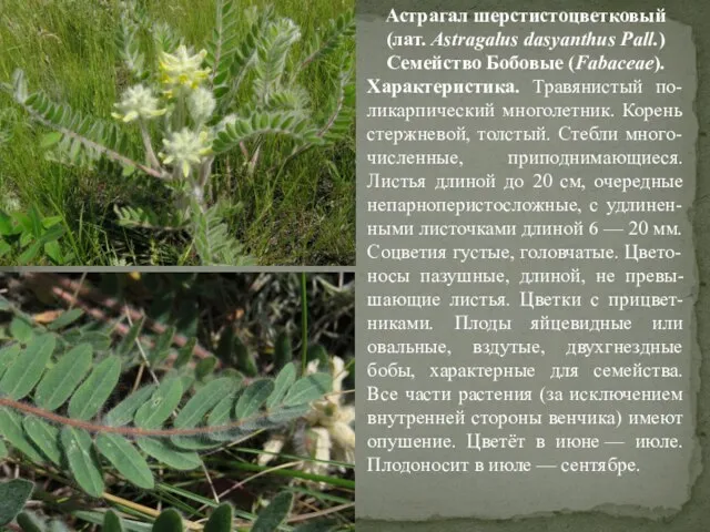 Астрагал шерстистоцветковый (лат. Astragalus dasyanthus Pall.) Cемейство Бобовые (Fabaceae). Характеристика. Травянистый