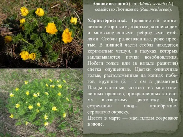 Адонис весенний (лат. Adonis vernalis L.) семейство Лютиковые (Ranunculaceae). Характеристика. Травянистый