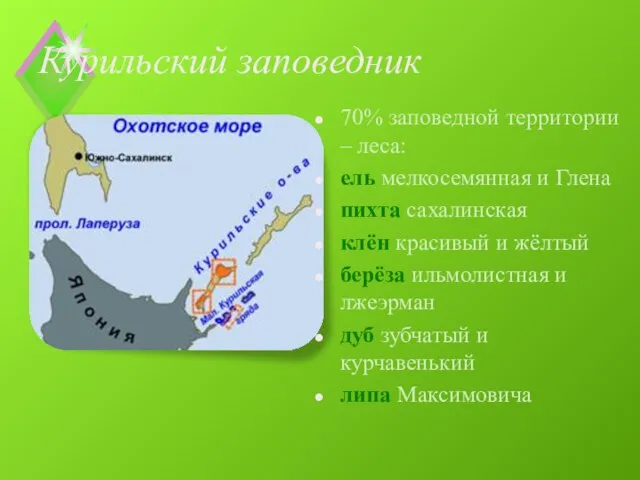 Курильский заповедник 70% заповедной территории – леса: ель мелкосемянная и Глена