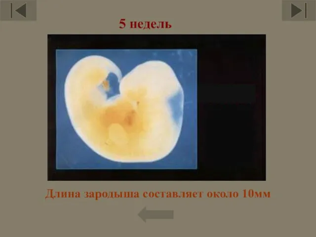 Длина зародыша составляет около 10мм 5 недель