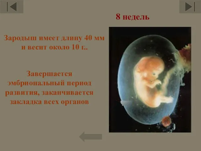Завершается эмбриональный период развития, заканчивается закладка всех органов Зародыш имеет длину