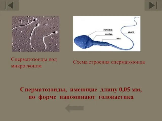 Сперматозоиды, имеющие длину 0,05 мм, по форме напоминают головастика Сперматозоиды под микроскопом Схема строения сперматозоида