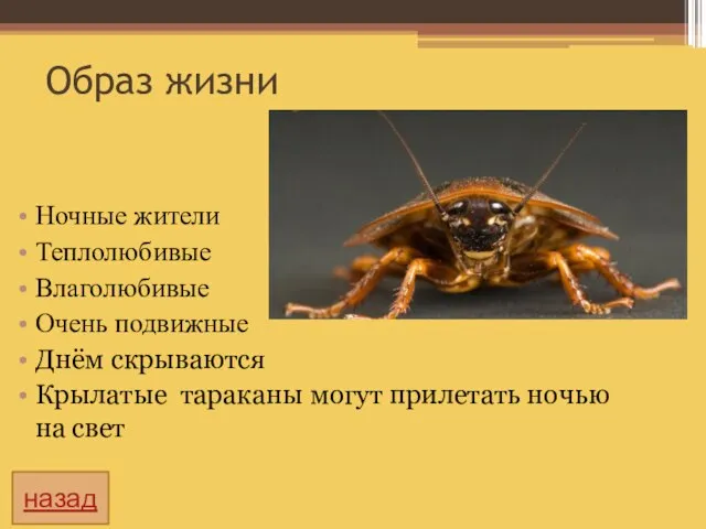 Образ жизни Ночные жители Теплолюбивые Влаголюбивые Очень подвижные Днём скрываются Крылатые