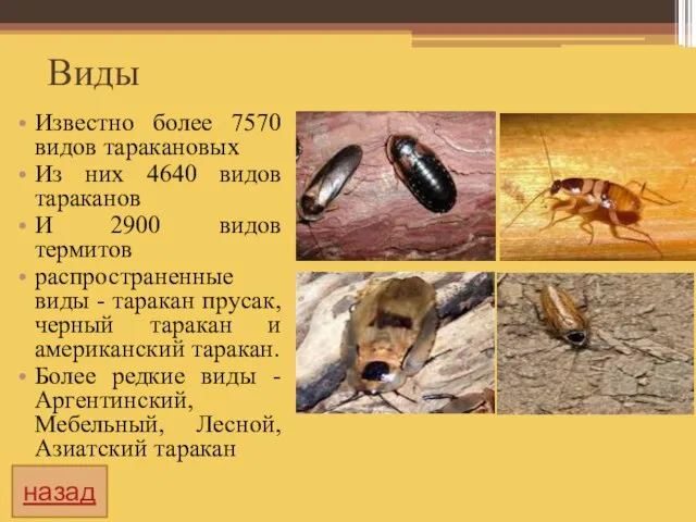 Виды Известно более 7570 видов таракановых Из них 4640 видов тараканов