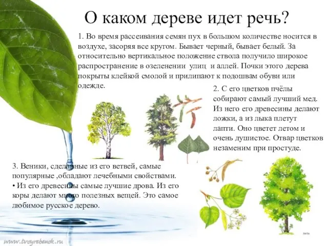 О каком дереве идет речь? 1. Во время рассеивания семян пух