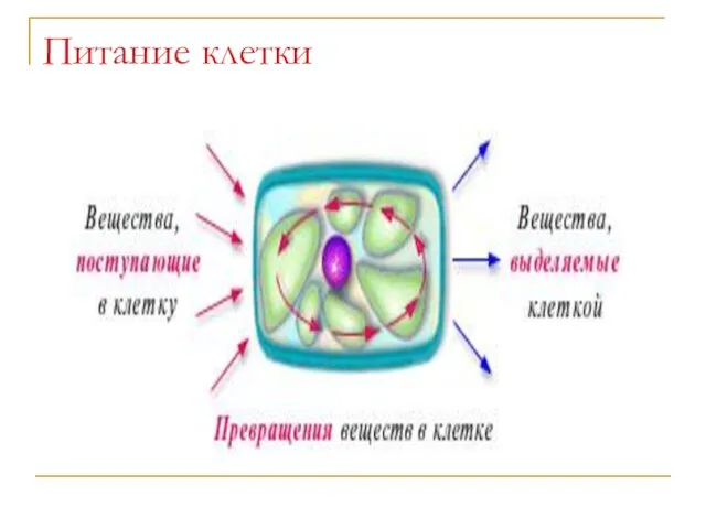 Питание клетки