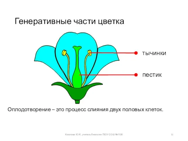 Генеративные части цветка Оплодотворение – это процесс слияния двух половых клеток.