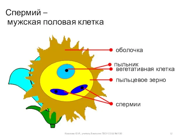 Спермий – мужская половая клетка Косогова Ю.И., учитель биологии ГБОУ СОШ №1130