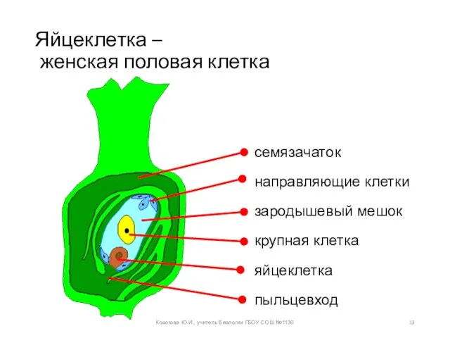 Яйцеклетка – женская половая клетка Косогова Ю.И., учитель биологии ГБОУ СОШ №1130