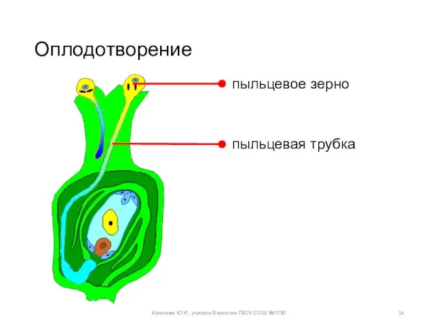 Оплодотворение Косогова Ю.И., учитель биологии ГБОУ СОШ №1130