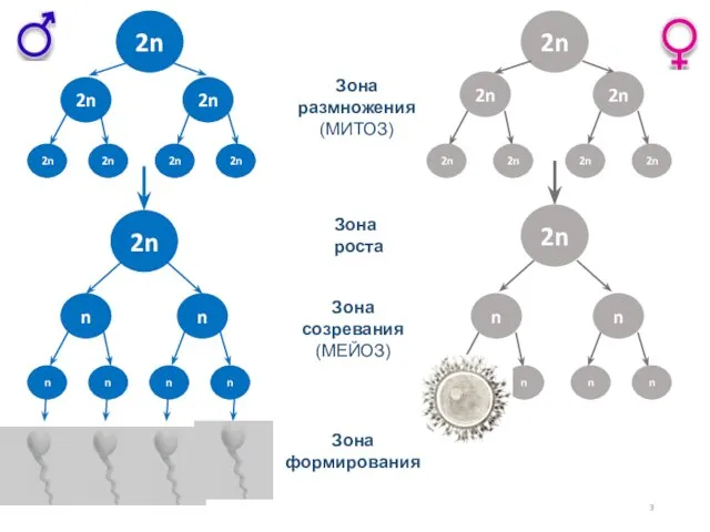 2n n n n n n n Зона размножения (МИТОЗ) Зона