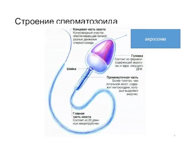 Строение сперматозоида Косогова Ю.И., учитель биологии ГБОУ СОШ №1130 акросома