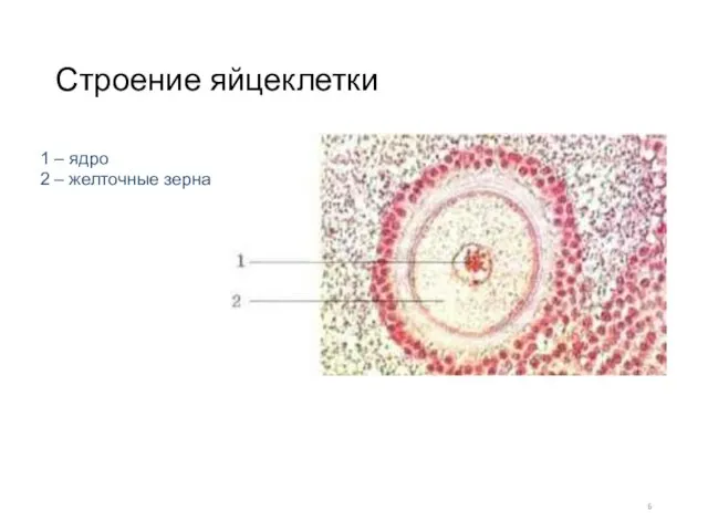 Строение яйцеклетки 1 – ядро 2 – желточные зерна