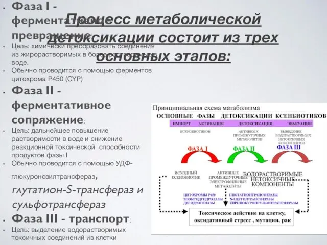 Процесс метаболической детоксикации состоит из трех основных этапов: Фаза I -