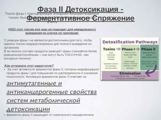 Фаза II Детоксикация - Ферментативное Спряжение После фазы I трансформации исходный