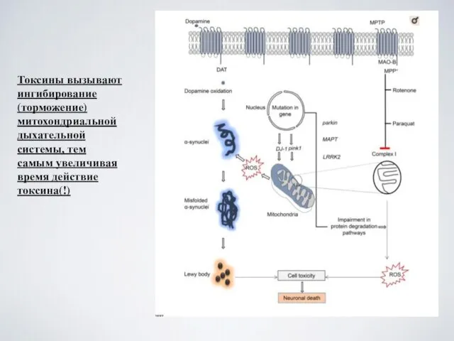 Токсины вызывают ингибирование (торможение) митохондриальной дыхательной системы, тем самым увеличивая время действие токсина(!)