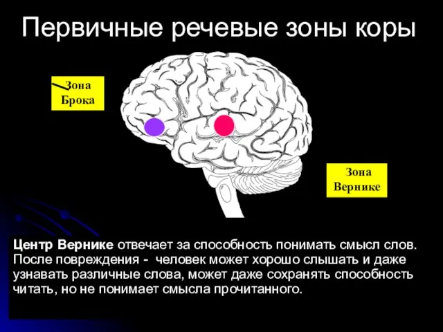 Первичные речевые зоны коры Центр Вернике отвечает за способность понимать смысл