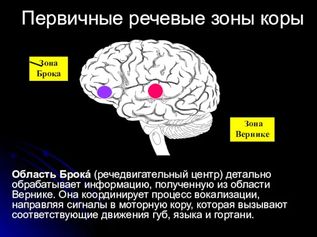 Первичные речевые зоны коры Область Брокá (речедвигательный центр) детально обрабатывает информацию,