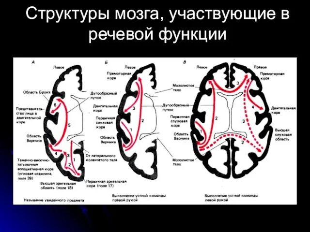 Структуры мозга, участвующие в речевой функции