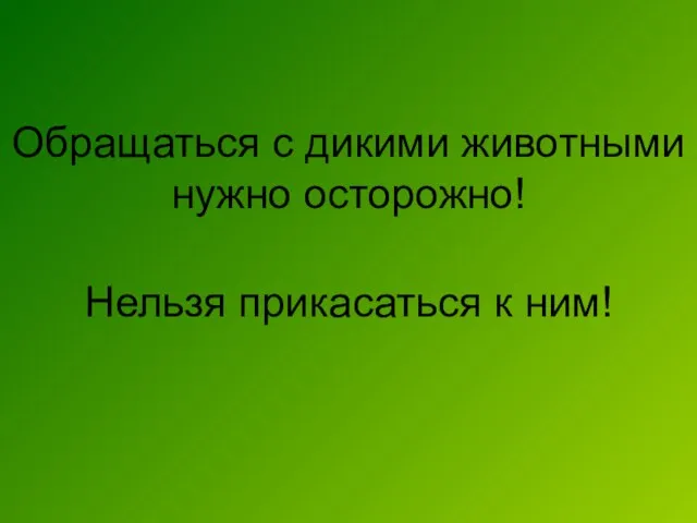 Обращаться с дикими животными нужно осторожно! Нельзя прикасаться к ним!