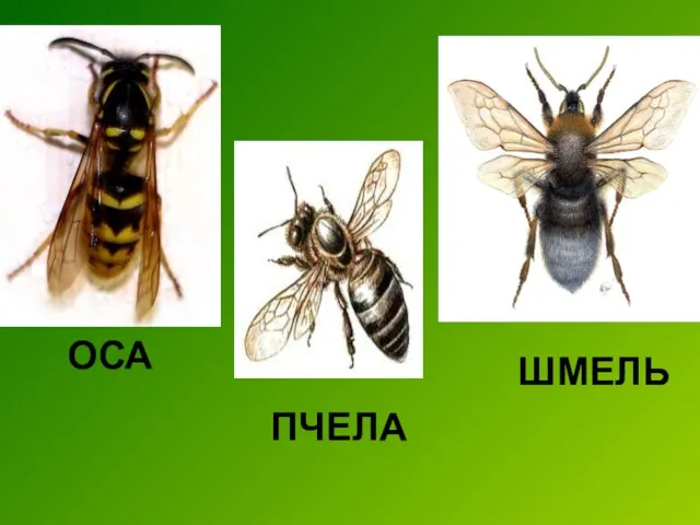 ОСА ПЧЕЛА ШМЕЛЬ