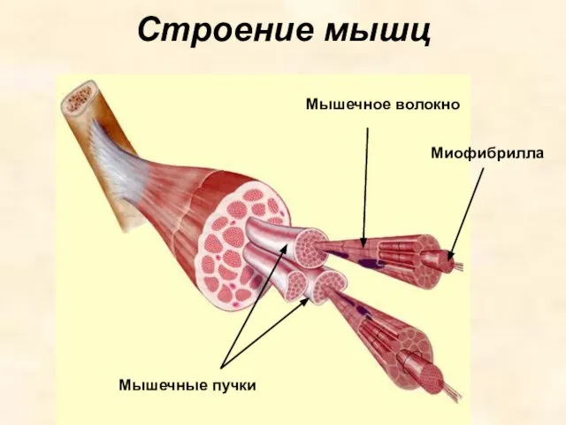 Строение мышц Миофибрилла Мышечное волокно Мышечные пучки
