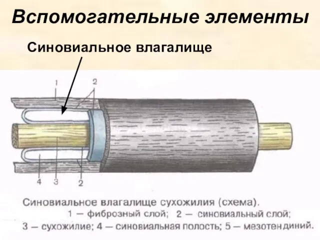 Вспомогательные элементы Синовиальное влагалище