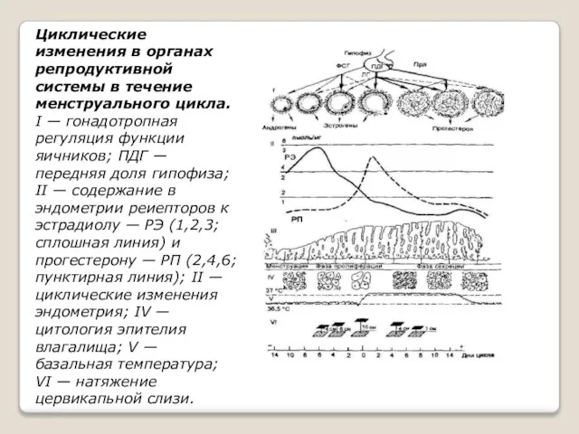 Циклические изменения в органах репродуктивной системы в течение менструального цикла. I