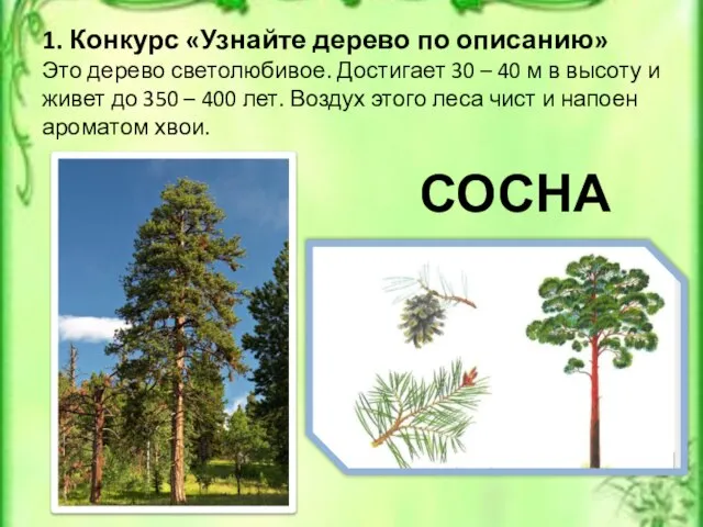 1. Конкурс «Узнайте дерево по описанию» Это дерево светолюбивое. Достигает 30