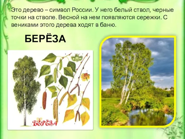 Это дерево – символ России. У него белый ствол, черные точки