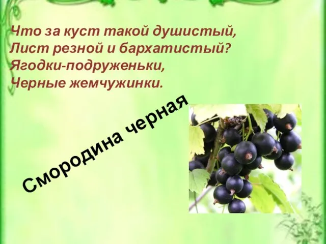 Смородина черная Что за куст такой душистый, Лист резной и бархатистый? Ягодки-подруженьки, Черные жемчужинки.