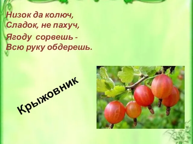 Крыжовник Низок да колюч, Сладок, не пахуч, Ягоду сорвешь - Всю руку обдерешь.