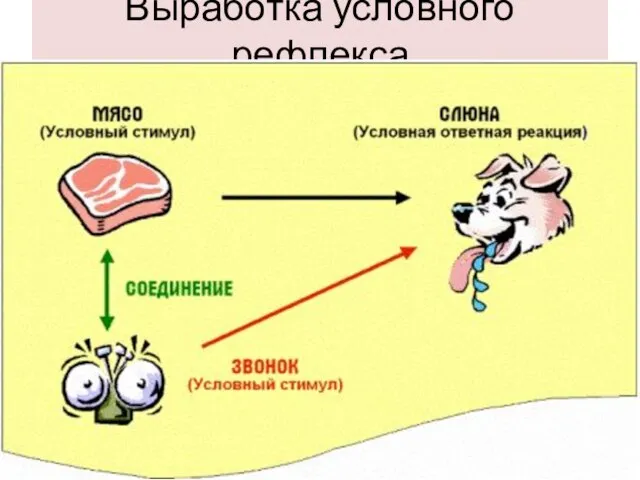 Выработка условного рефлекса