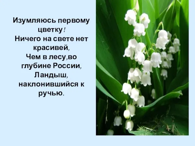 Изумляюсь первому цветку! Ничего на свете нет красивей, Чем в лесу,во