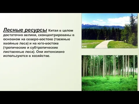 Лесные ресурсы Китая в целом достаточно велики, сконцентрированы в основном на