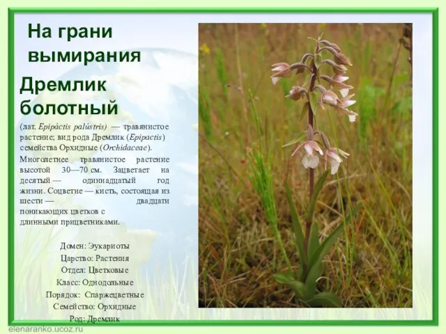 На грани вымирания Дремлик болотный (лат. Epipáctis palústris) — травянистое растение;