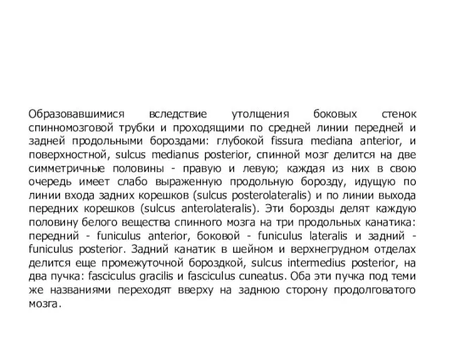 Образовавшимися вследствие утолщения боковых стенок спинномозговой трубки и проходящими по средней