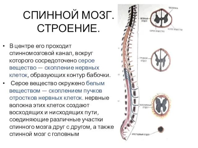 СПИННОЙ МОЗГ. СТРОЕНИЕ. В центре его проходит спинномозговой канал, вокруг которого