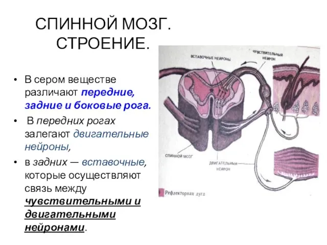 СПИННОЙ МОЗГ. СТРОЕНИЕ. В сером веществе различают передние, задние и боковые