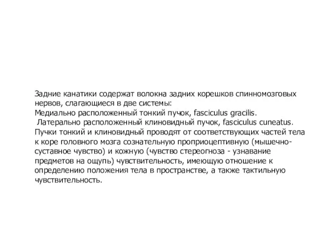 Задние канатики содержат волокна задних корешков спинномозговых нервов, слагающиеся в две