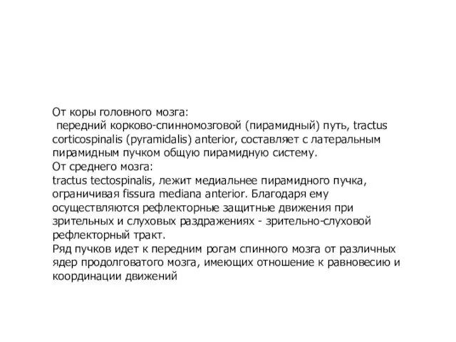 От коры головного мозга: передний корково-спинномозговой (пирамидный) путь, tractus corticospinalis (pyramidalis)