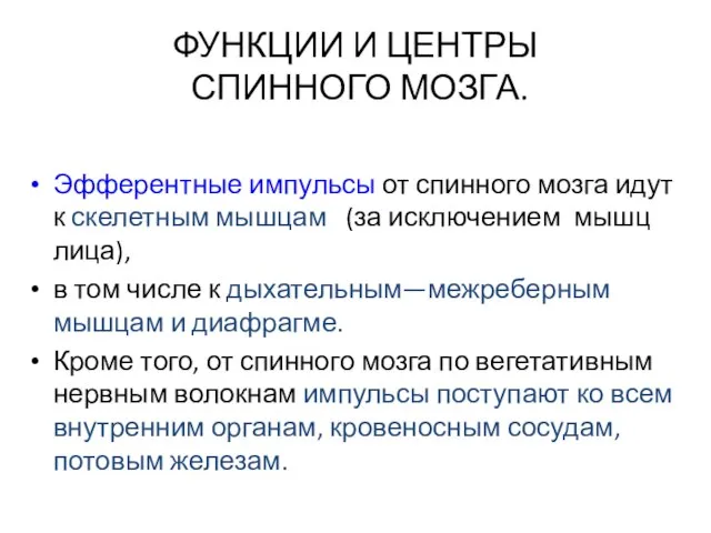 ФУНКЦИИ И ЦЕНТРЫ СПИННОГО МОЗГА. Эфферентные импульсы от спинного мозга идут