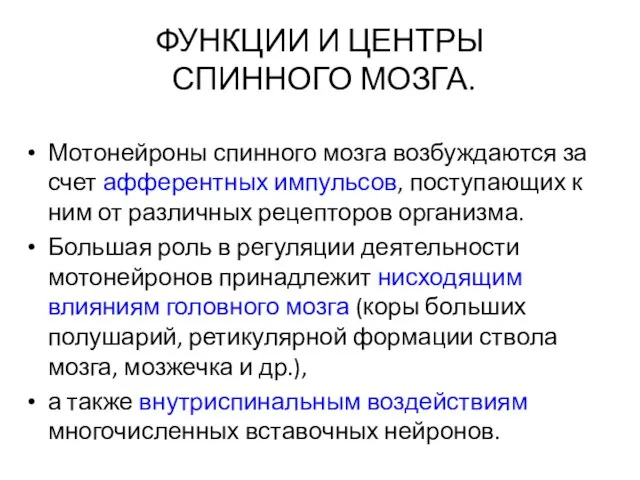 ФУНКЦИИ И ЦЕНТРЫ СПИННОГО МОЗГА. Мотонейроны спинного мозга возбуждаются за счет