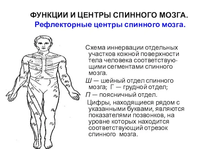 ФУНКЦИИ И ЦЕНТРЫ СПИННОГО МОЗГА. Рефлекторные центры спинного мозга. Схема иннервации